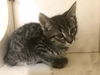 adoptable Cat in burnsville, NC named Zipper