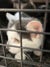 adoptable Cat in burnsville, NC named Iris
