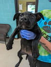 adoptable Dog in burnsville, NC named Pinot