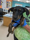 adoptable Dog in burnsville, NC named Rose