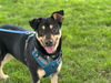 adoptable Dog in burnsville, NC named Xena