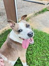 adoptable Dog in  named Applejack
