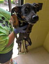 adoptable Dog in burnsville, NC named Connie