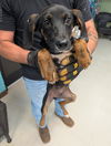 adoptable Dog in burnsville, NC named Cyrus