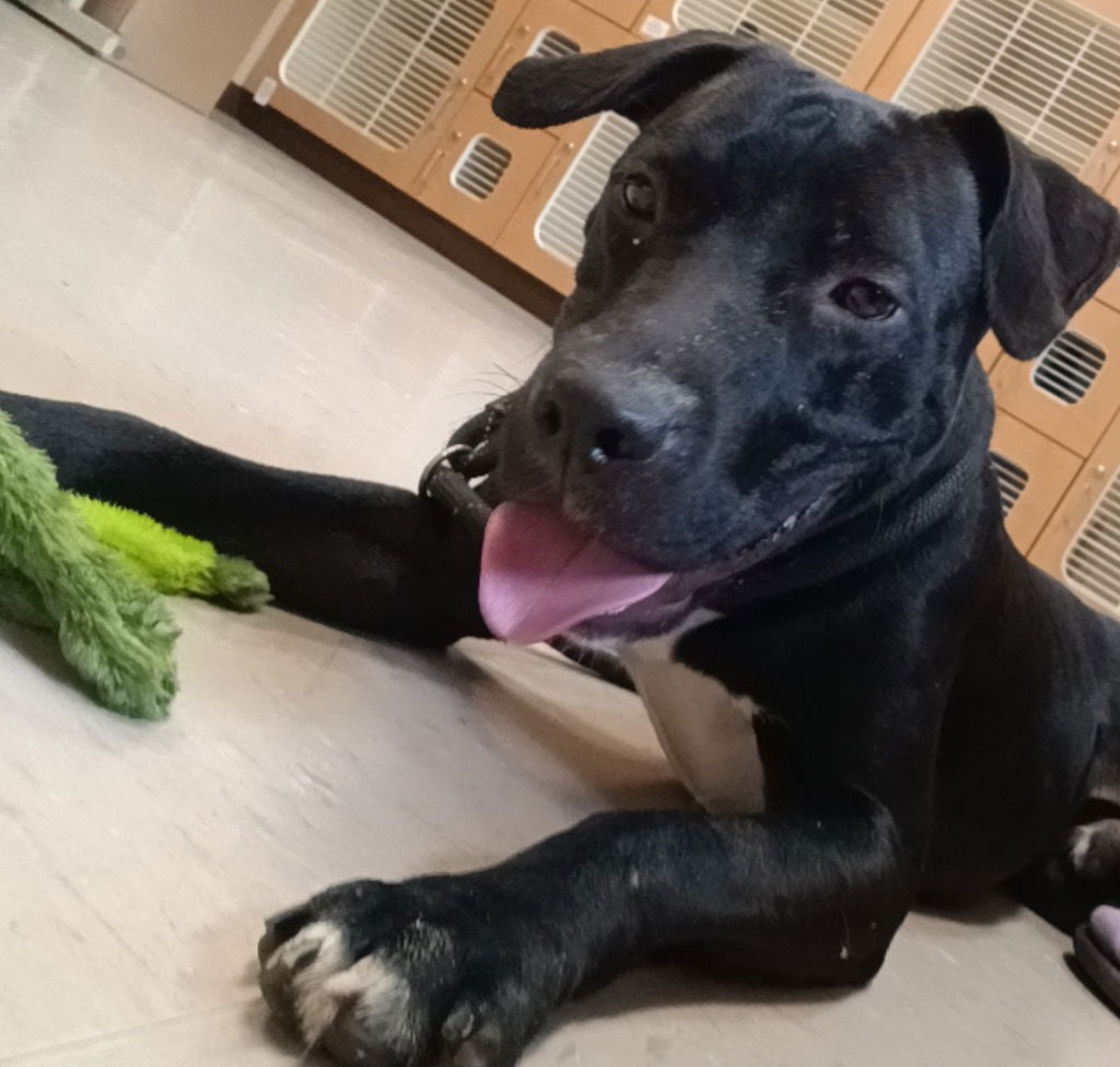 adoptable Dog in Burnsville, NC named Magnum