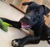 adoptable Dog in burnsville, NC named Magnum