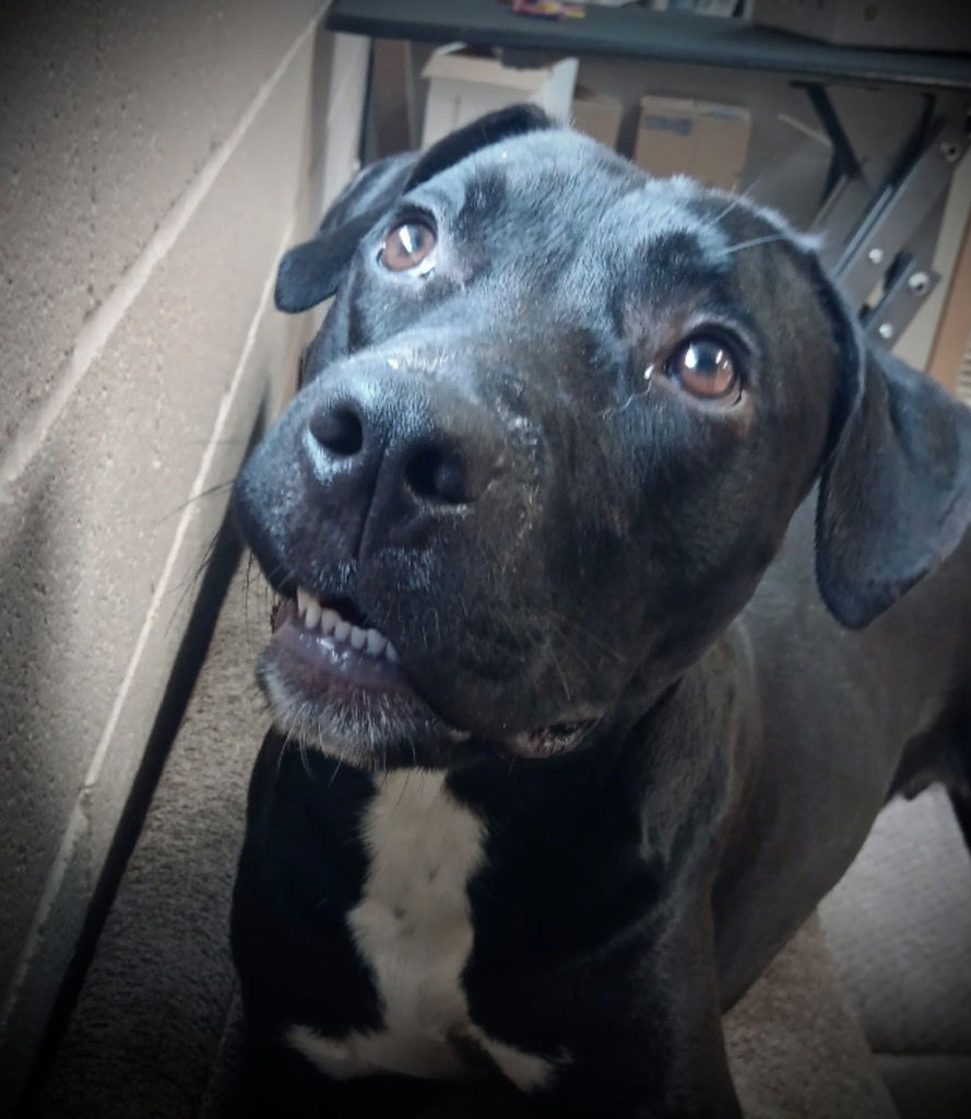 adoptable Dog in Burnsville, NC named Magnum