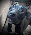 adoptable Dog in Burnsville, NC named Magnum
