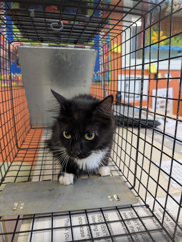 adoptable Cat in Burnsville, NC named Puddin