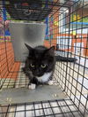 adoptable Cat in  named Puddin