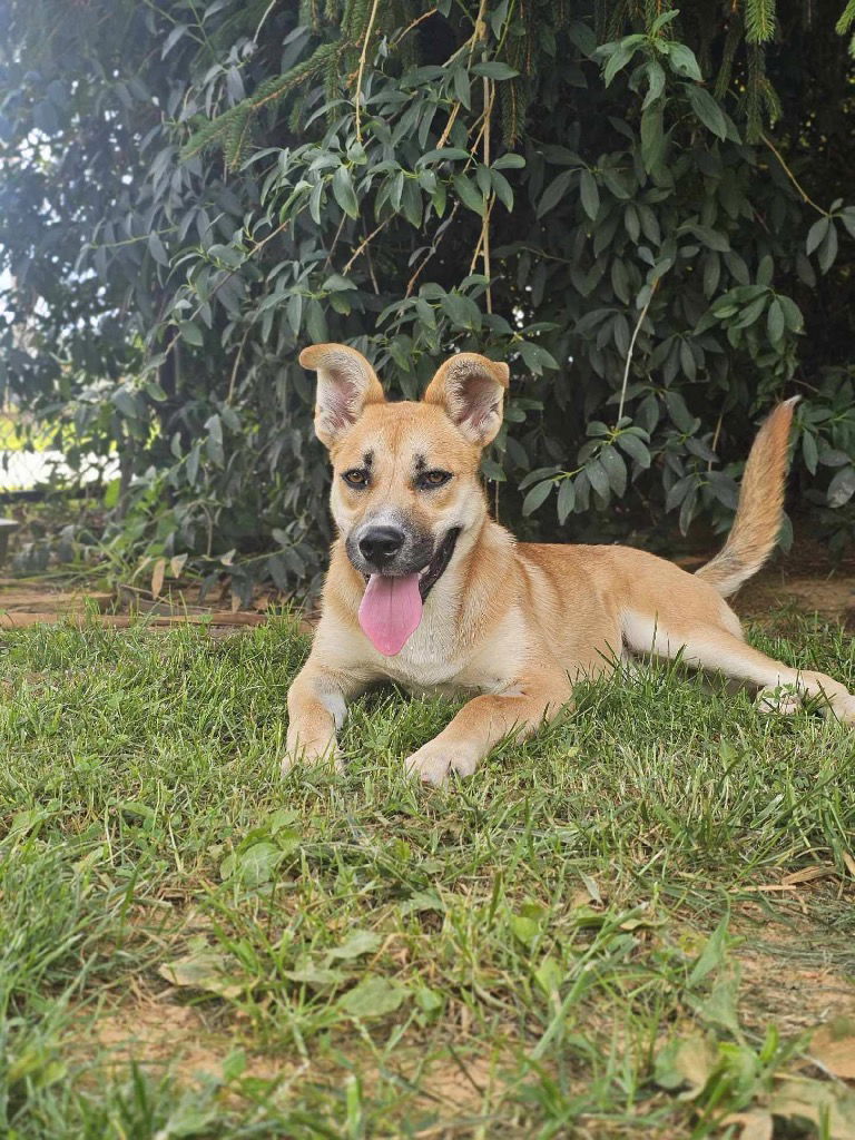 adoptable Dog in Burnsville, NC named Sundance