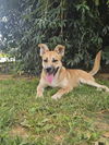 adoptable Dog in burnsville, NC named Sundance
