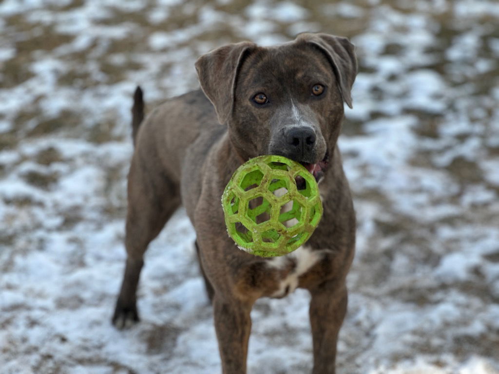 adoptable Dog in Burnsville, NC named Ramona
