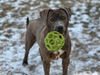 adoptable Dog in  named Ramona