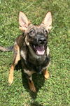adoptable Dog in burnsville, NC named Marcy