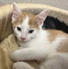 adoptable Cat in  named Tyler