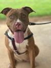 adoptable Dog in Burnsville, NC named Akela