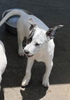 adoptable Dog in burnsville, NC named Urkel