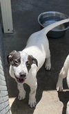 adoptable Dog in burnsville, NC named Utah