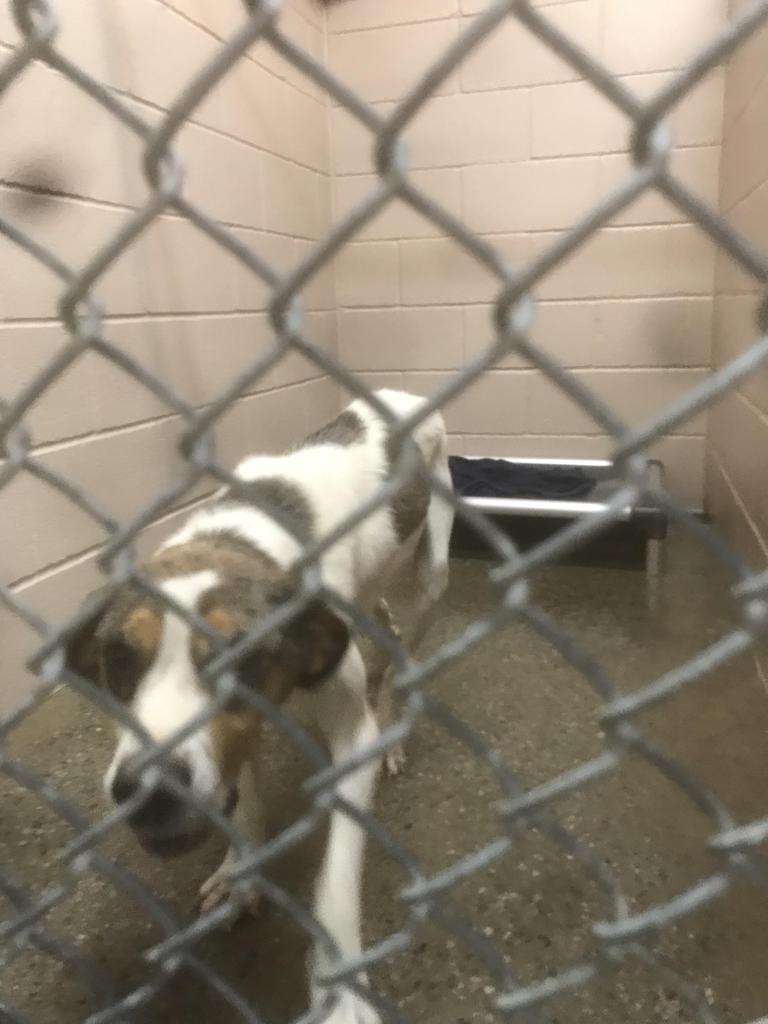 adoptable Dog in Burnsville, NC named Hank