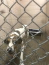adoptable Dog in  named Hank