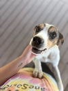 adoptable Dog in burnsville, NC named Hank