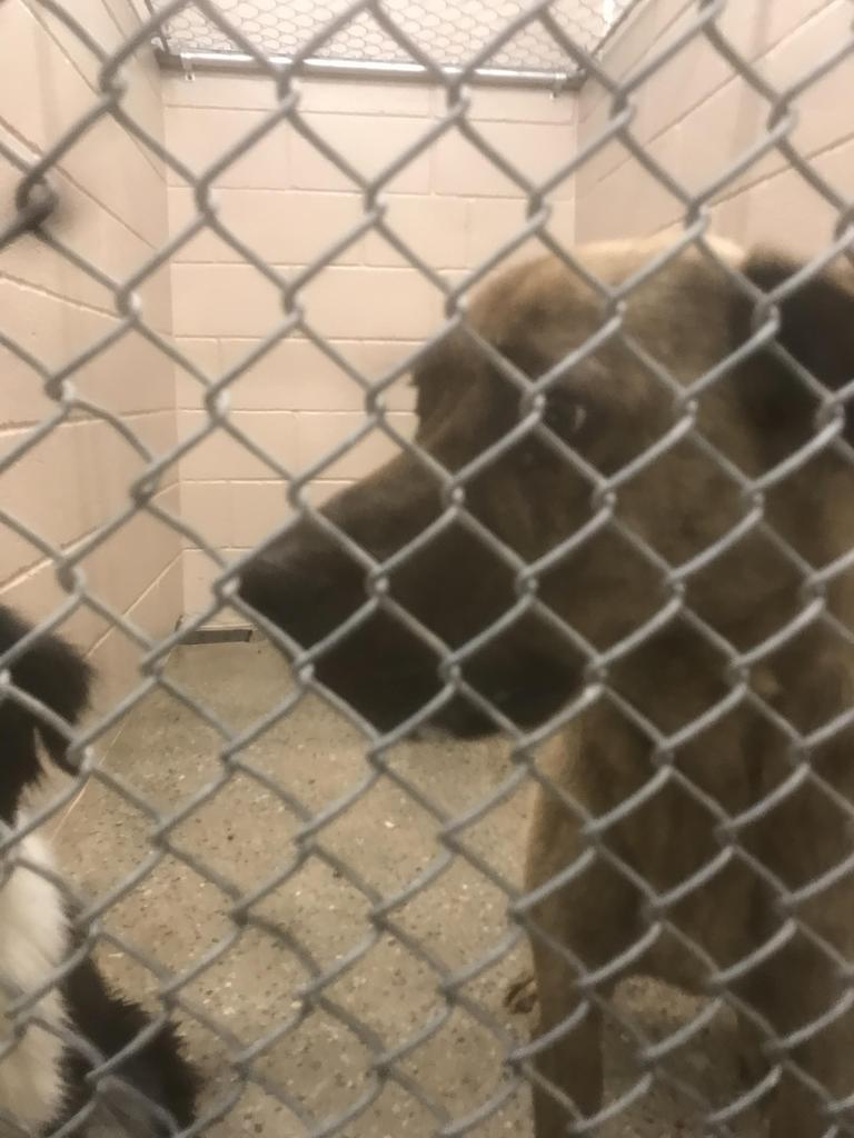 adoptable Dog in Burnsville, NC named Scoob