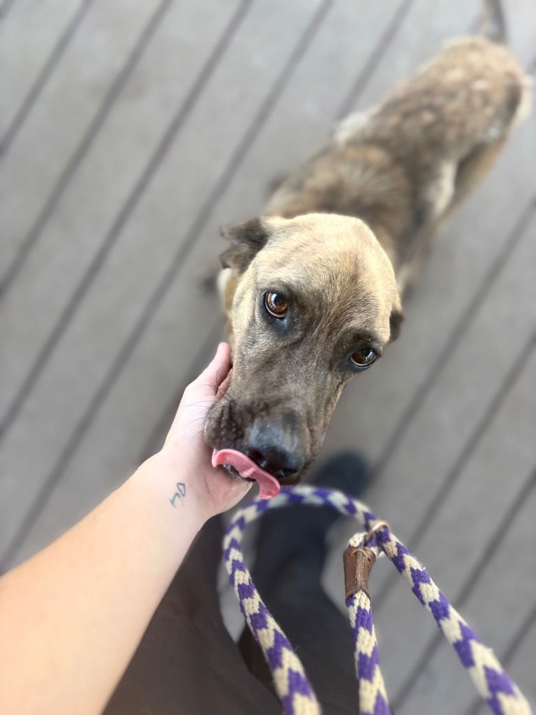 adoptable Dog in Burnsville, NC named Scoob