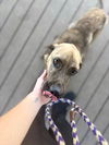 adoptable Dog in Burnsville, NC named Scoob
