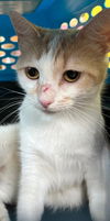 adoptable Cat in burnsville, NC named Mama