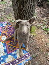 adoptable Dog in  named Sweet Girl