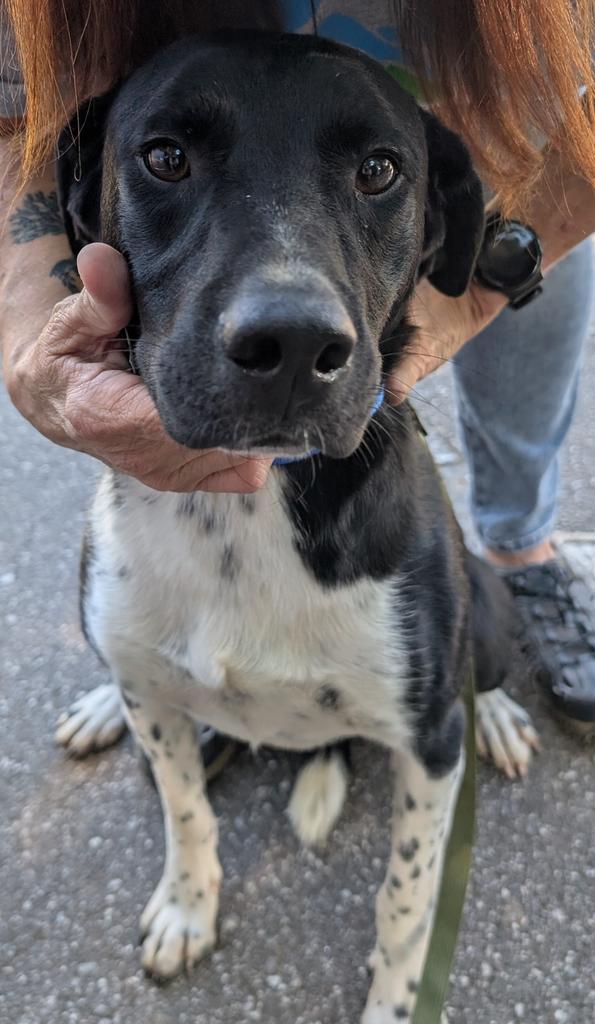 adoptable Dog in Burnsville, NC named Rocket