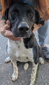 adoptable Dog in burnsville, NC named Rocket