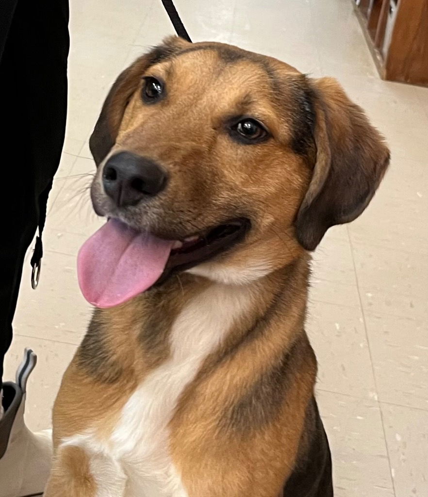 adoptable Dog in Burnsville, NC named Cletus