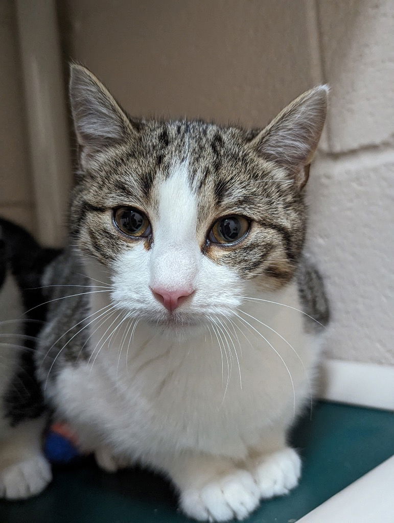 adoptable Cat in Burnsville, NC named Pippa