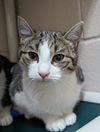 adoptable Cat in burnsville, NC named Pippa