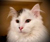 adoptable Cat in  named Tootie