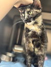 adoptable Cat in  named Aoki
