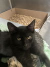 adoptable Cat in  named Austin