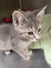 adoptable Cat in  named Carell