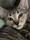 adoptable Cat in burnsville, NC named Coogan