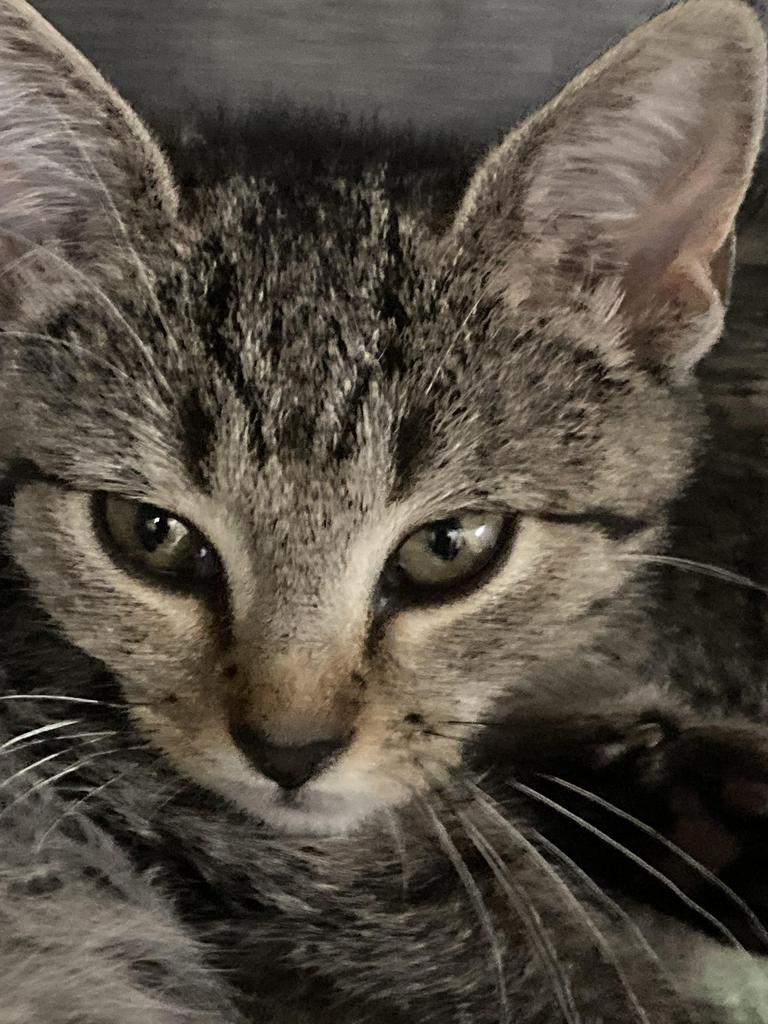adoptable Cat in Burnsville, NC named Irwin