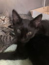 adoptable Cat in  named Nash