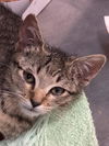 adoptable Cat in  named Segal