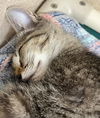 adoptable Cat in Burnsville, NC named Segal