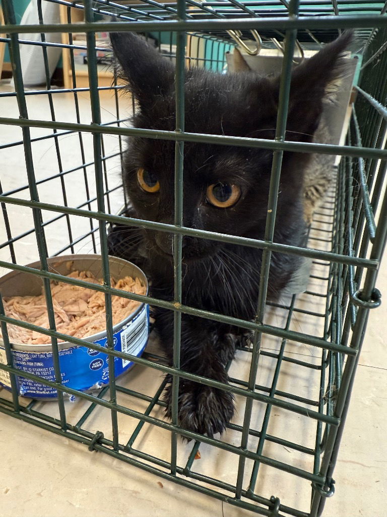 adoptable Cat in Burnsville, NC named sweet pea