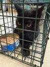 adoptable Cat in burnsville, NC named sweet pea