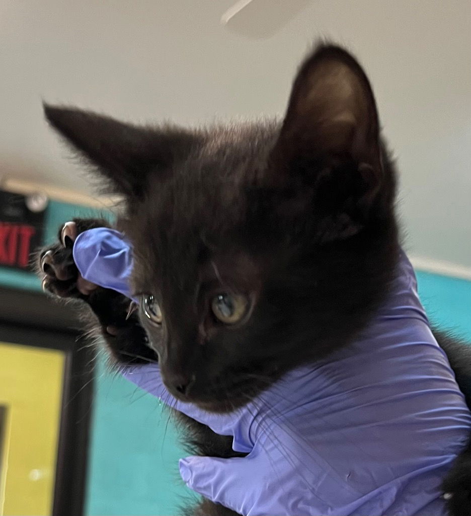adoptable Cat in Burnsville, NC named Wilma