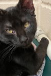 adoptable Cat in Burnsville, NC named Wilma