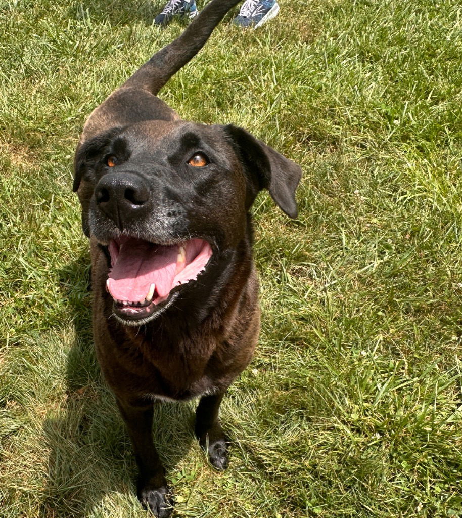 adoptable Dog in Burnsville, NC named Eloise
